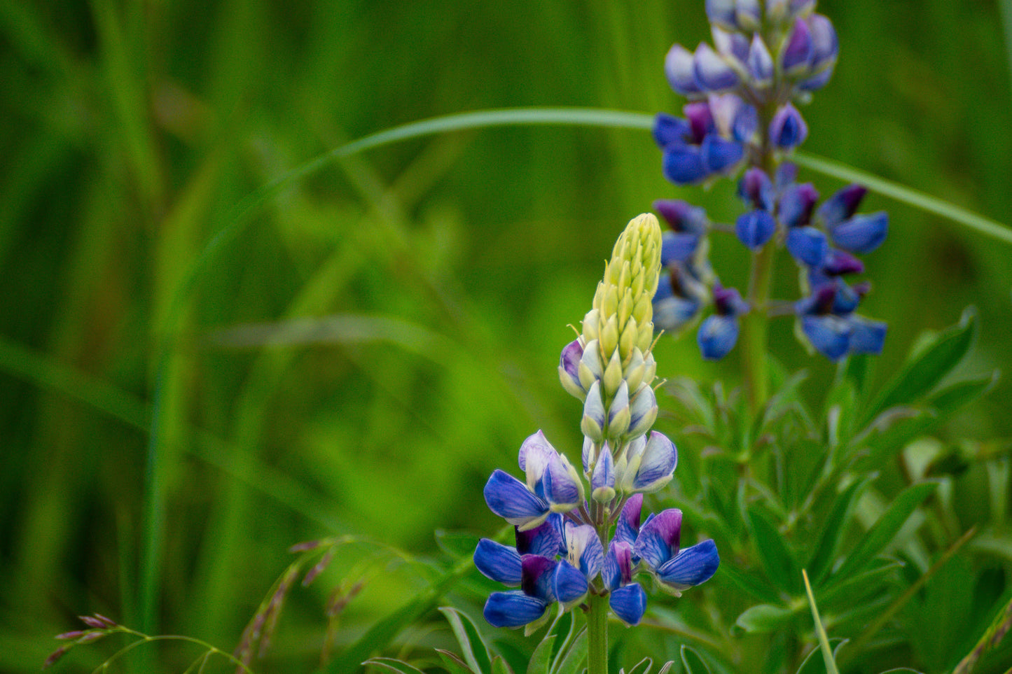 Alaskan Wildflowers