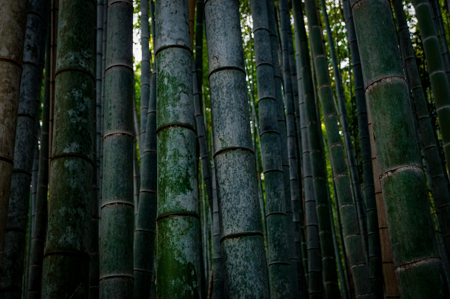 Bamboo Forest