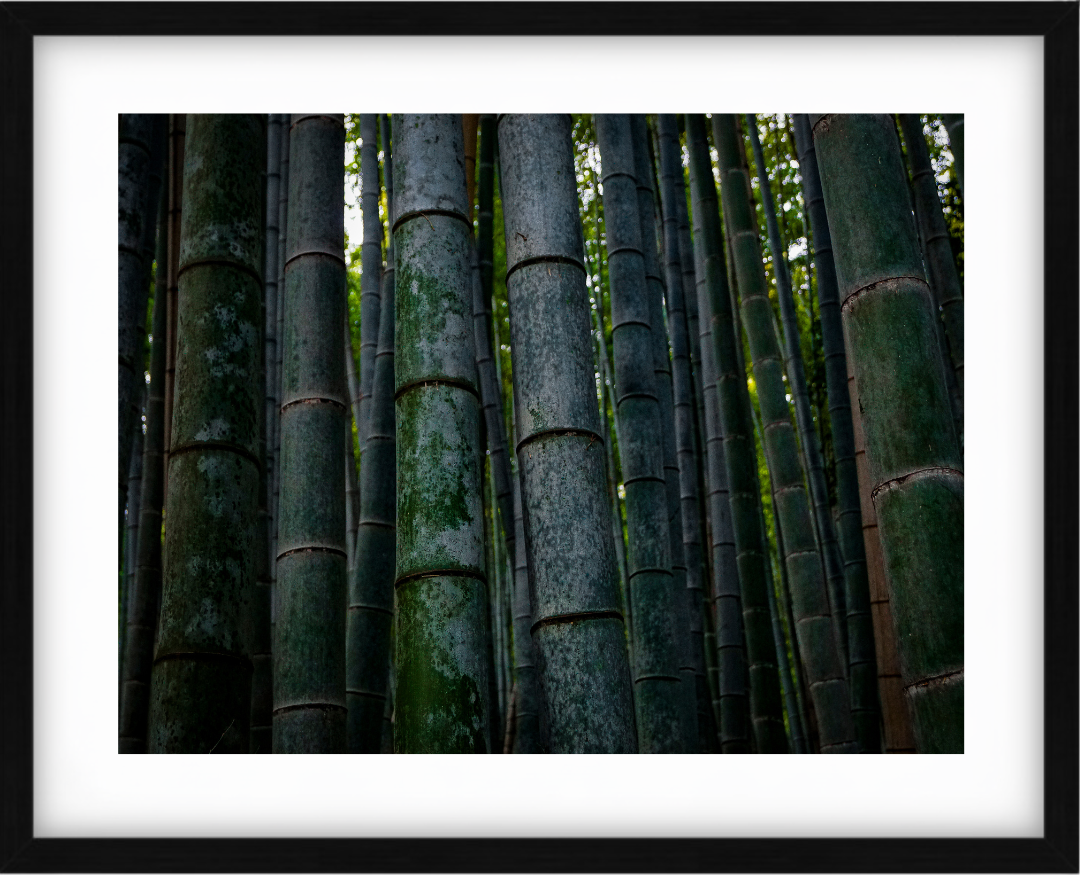 Bamboo Forest