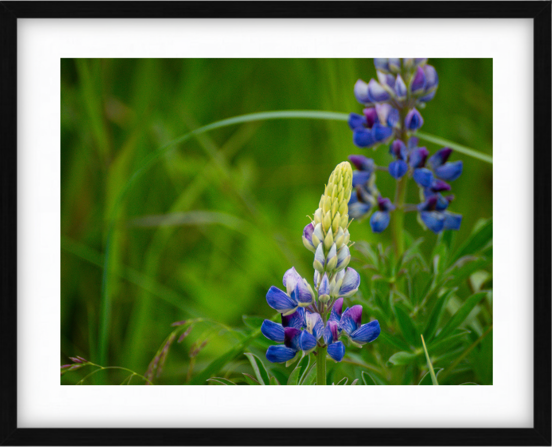 Alaskan Wildflowers