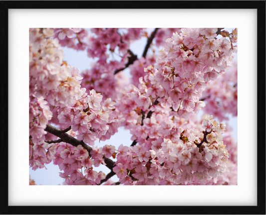 Japanese Cherry Blossoms