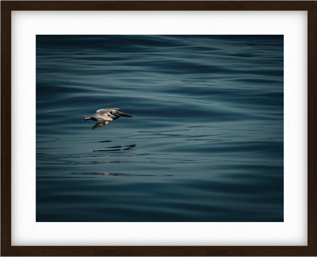 Pelican Flying Low