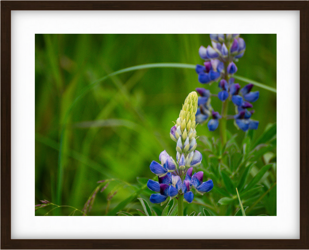 Alaskan Wildflowers