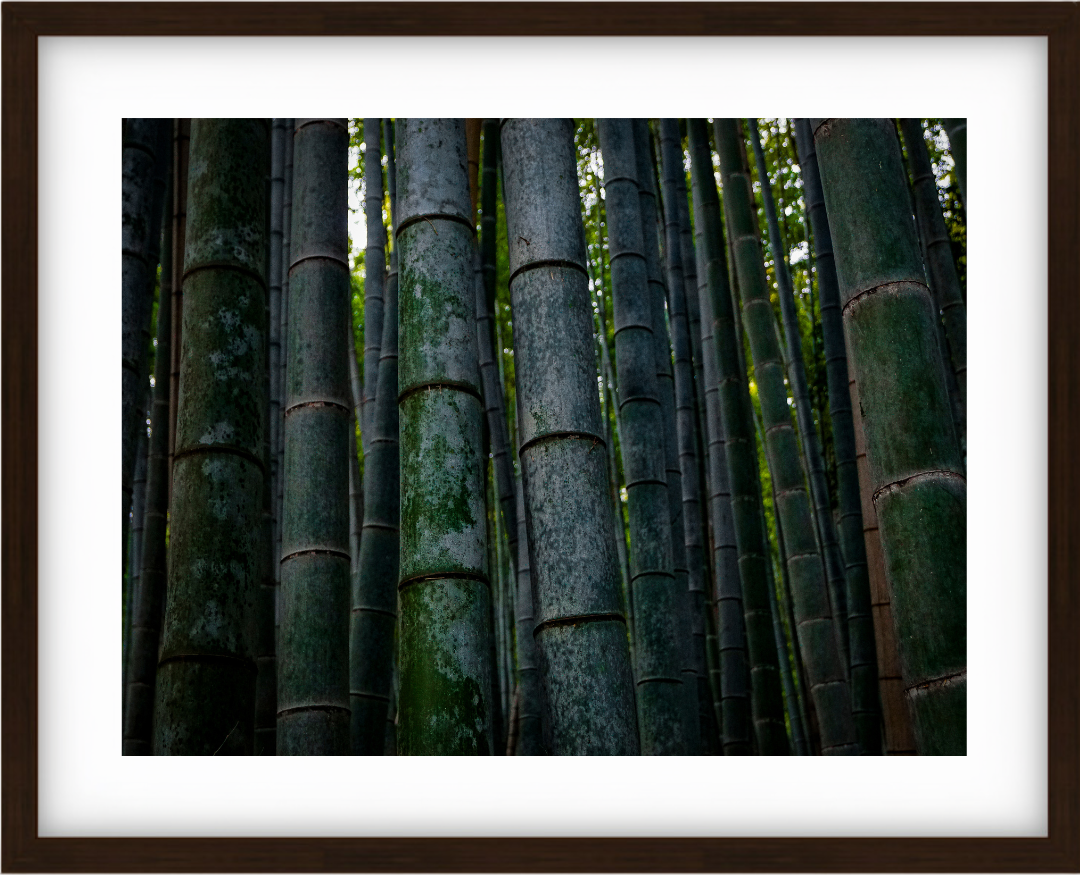 Bamboo Forest