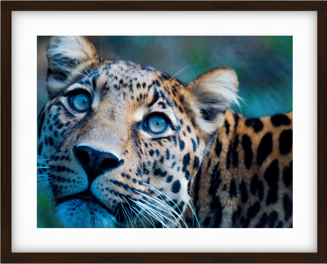 Leopards Gaze