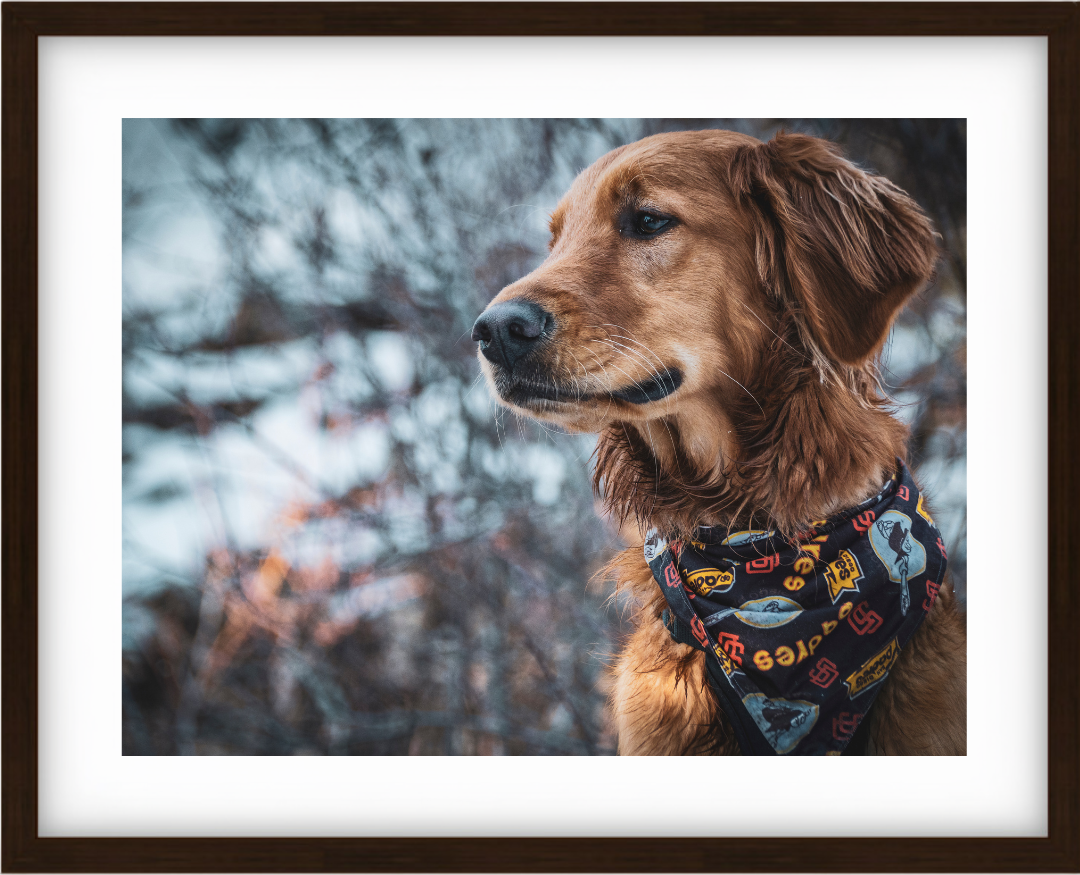 Retriever in the Snow