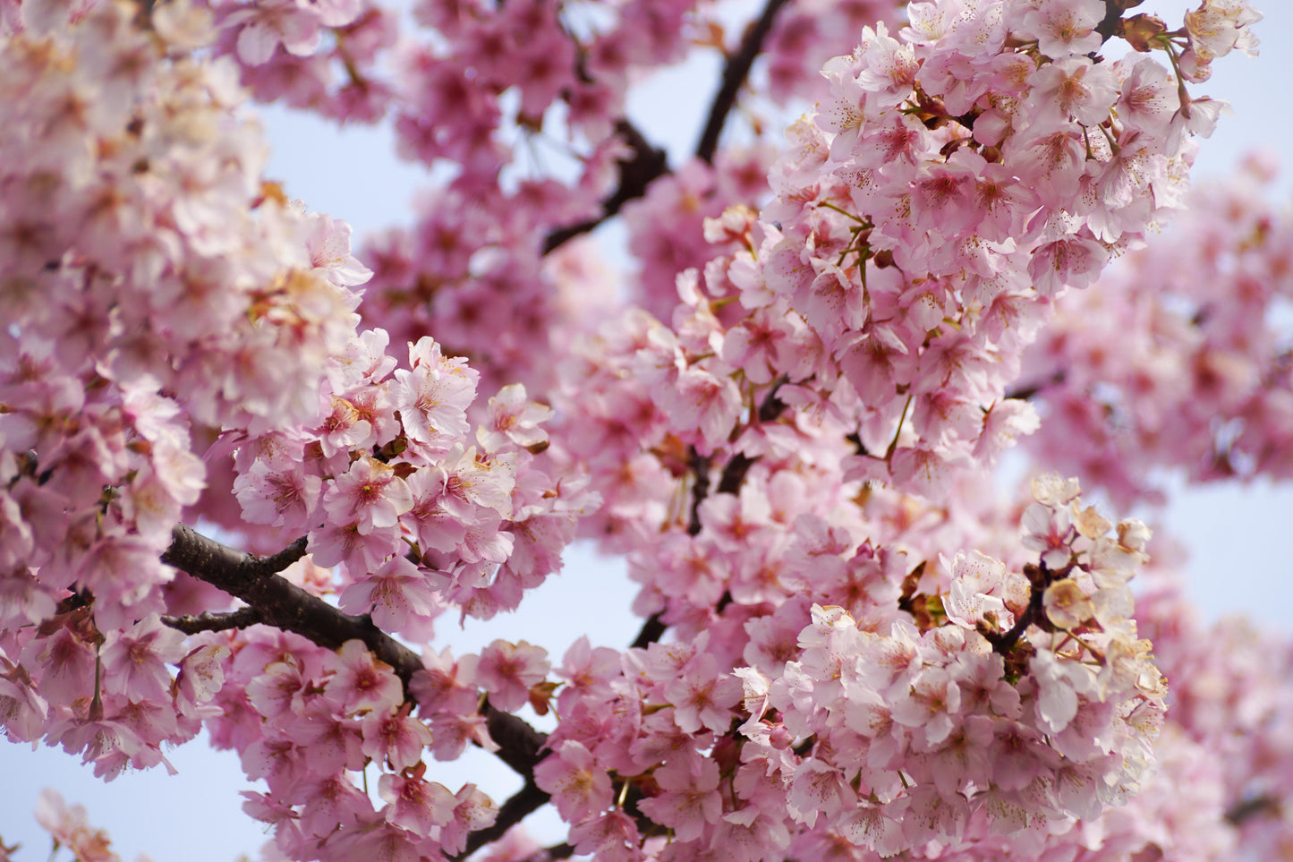 Japanese Cherry Blossoms