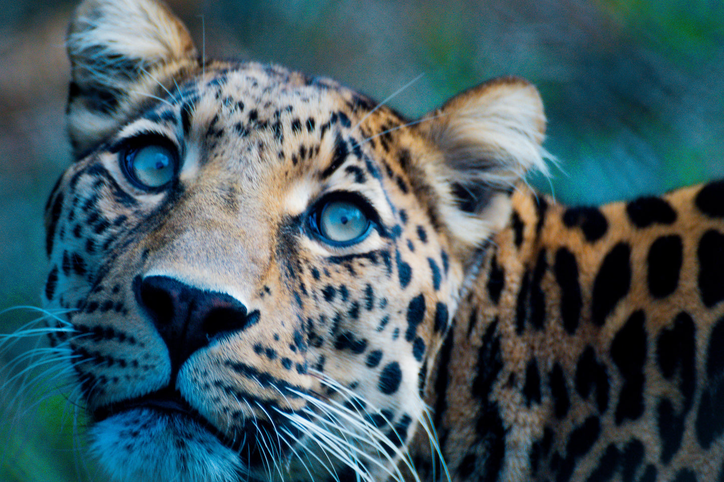 Leopards Gaze