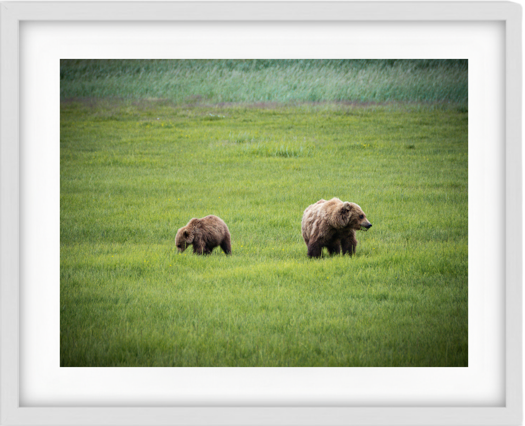 Alaskan Brown Bears