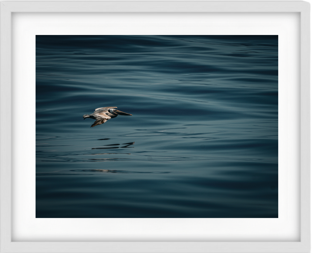 Pelican Flying Low