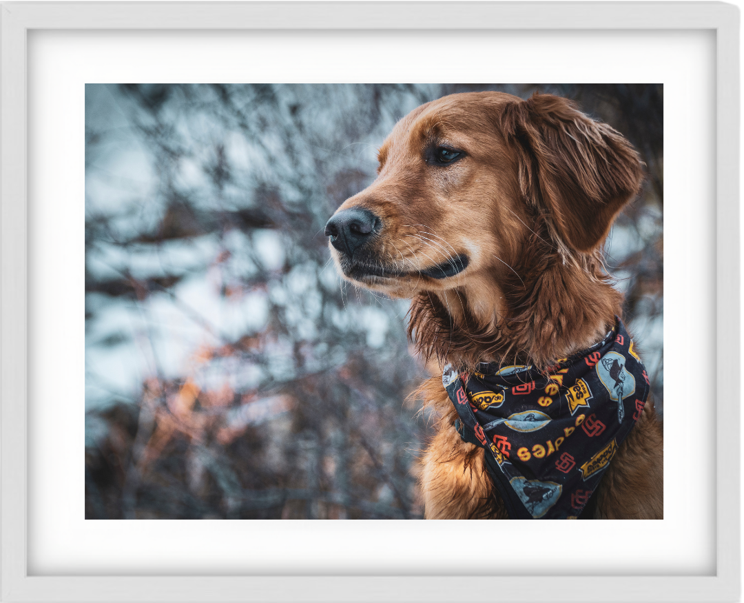 Retriever in the Snow